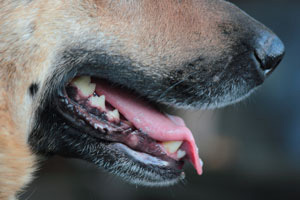 suffolk county dog bite lawyers